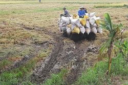 Giá lúa liên tục tăng, nông dân thấp thỏm chuyện hợp đồng mua bán