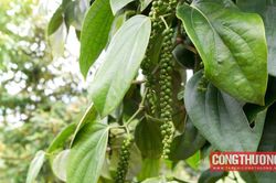 Giá tiêu hôm nay 17/8: Có thể không đủ nguồn tiêu cho xuất khẩu những tháng cuối năm