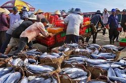 Suy nghĩ về gói tín dụng hỗ trợ ngành thủy sản