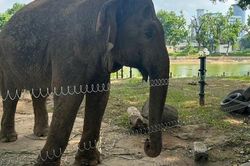 Hai chú voi ở Vườn thú Hà Nội đã được đi lại tự do