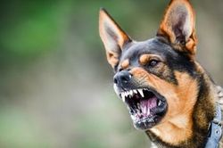Bé trai 6 tuổi tử vong sau khi bị chó cắn vào gò má
