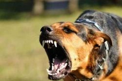 Chó cắn vào má, bé trai 6 tuổi tử vong