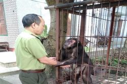 Phú Thọ: Vườn Quốc gia Xuân Sơn tiếp nhận cá thể Khỉ Mặt Đỏ