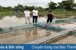 Nuôi cá lồng bè đem lại hiệu quả kinh tế cao ở xã Lĩnh Toại