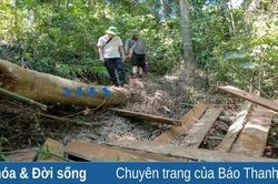 Rừng phòng hộ giáp ranh bị 'tàn sát'