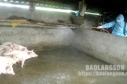 Bệnh dịch tả lợn châu Phi tái phát: Còn sự lơ là, chủ quan của người chăn nuôi