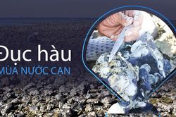 Đục hàu mùa nước cạn