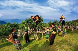 Yên Bái lần đầu tiên tổ chức Lễ hội Trà Shan tuyết