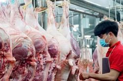Lý do giá lợn hơi giảm mạnh