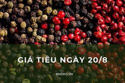 Giá tiêu ngày 20/8: Tiếp đà giảm mạnh?