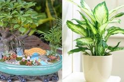 Người giàu thích đặt 5 cây này trước cửa, để phú quý không ngừng chảy vào nhà