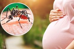 Mẹ bầu mắc sốt xuất huyết vào giai đoạn nào của thai kỳ là nguy hiểm nhất?