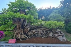 Mê mẩn cây quăng bonsai dáng 'ngọa hổ linh sơn' có 1-0-2