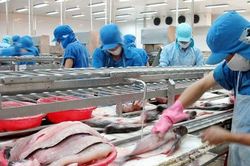 Vĩnh Hoàn (VHC) dự định phát hành 3,7 triệu cổ phiếu ESOP thấp hơn thị giá 86%