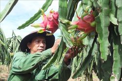 Thanh long chính vụ có giá cao gấp 2 lần