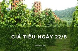 Giá tiêu ngày 22/8: Tiếp tục duy trì ổn định?