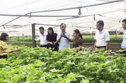 Tía tô Hàn Quốc 'bén duyên ' đất Đông Cao