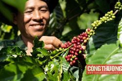 Giá cà phê hôm nay 21/8: Chịu áp lực giảm khi Brazil tăng xuất khẩu cà phê Robusta