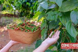 Giá tiêu hôm nay 21/8: Kim ngạch xuất khẩu tiêu từ đầu năm đến nay giảm gần 15%