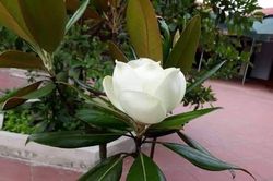 Chỉ tại cái dòng gạch chân