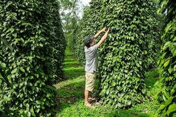 Tín đồ Tin lành sản xuất sạch theo hướng bền vững
