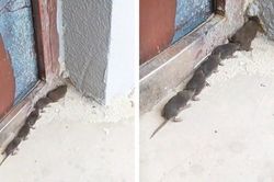 Phát hiện 'quái vật sâu chuột' đáng sợ, nào ngờ linh thú vượng tài