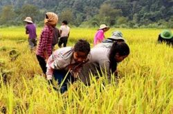 Thành tựu về xóa đói, giảm nghèo của Việt Nam