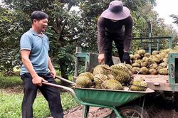 Chư Păh liên kết phát triển sầu riêng bền vững