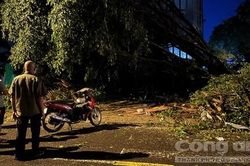 TPHCM: Trú mưa, một người bị cây xanh bật gốc đè tử vong tại chỗ