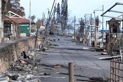 Nhiều cây sống sót sau vụ cháy rừng tàn khốc tại Hawaii không phải là bất thường