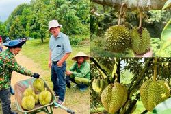 Cận cảnh vườn sầu riêng 1.200 ha siêu lợi nhuận của bầu Đức
