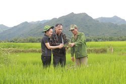 Mường Ảng: Hơn 1.000ha lúa nhiễm sinh vật gây hại