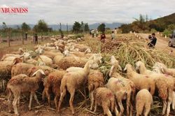 Phát triển kinh tế hợp tác theo hướng liên kết giúp giảm nghèo cho người dân Ninh Sơn