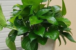 Nhà ẩm thấp và có mùi? Trồng 3 cây này vừa đẹp vừa khử mùi diệt khuẩn, đặc biệt rất dễ chăm