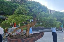 Ngỡ ngàng me, thị lên đời thành bonsai 'hàng hiếm'