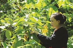 Hà Nội: Hơn 1.172 tỷ đồng hỗ trợ vùng đồng bào dân tộc thiểu số