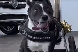 Chú chó phải cắt bỏ hai chân được tặng xe lăn Mercedes-Benz đặc chế