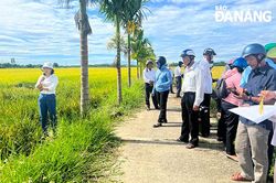 Nhiều giống lúa mới có năng suất và chất lượng ổn định