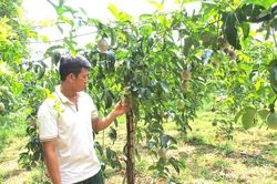 Ồ ạt trồng chanh dây, nếm 'trái đắng' lúc thu hoạch