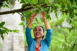 Gia tăng hàng nông sản xuất khẩu vi phạm các yêu cầu về kiểm dịch thực vật