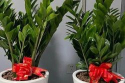 5 loại hoa 'khổ quen rồi', nhất định phải trồng trong chậu nhỏ, chậu càng to càng dễ chết