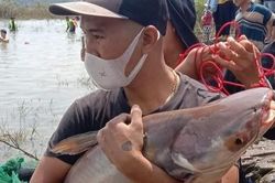 Thủy điện Trị An đóng đập tràn, người dân được mùa bắt cá 'khủng'