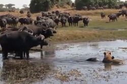 CLIP: Sư tử ngang nhiên hạ sát trâu con trước 'quân đoàn' trâu rừng trưởng thành