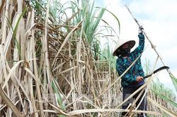 Xuất khẩu trên 17 tấn mía tươi sang thị trường Hoa Kỳ