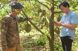 Tìm đường ra cho sầu riêng và chanh dây
