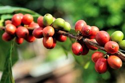 Giá cà phê hôm nay 26/8: Tiếp tục tăng, trong nước thêm 500 đồng/kg