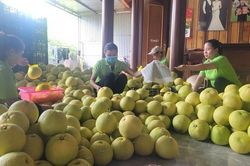 Hà Tĩnh: Rộn ràng mùa thu hoạch đặc sản bưởi Phúc Trạch