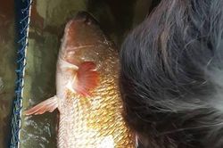 Tò mò loài cá ở Việt Nam 'đắt hơn vàng' cả thế giới săn lùng