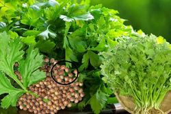 Loại rau thơm mọc tốt như 'cỏ dại' không ngờ toàn thân là kho báu, vitamin C cao gấp 5 lần chanh