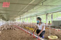 Chăn nuôi vượt khó trong những tháng cuối năm